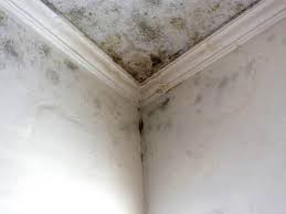 Best Mold Prevention Services  in New Knoxville, OH