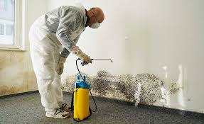 Best Environmental Consulting for Mold Prevention  in New Knoxville, OH