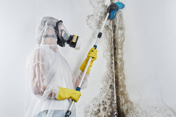 Best Biohazard Mold Removal  in New Knoxville, OH